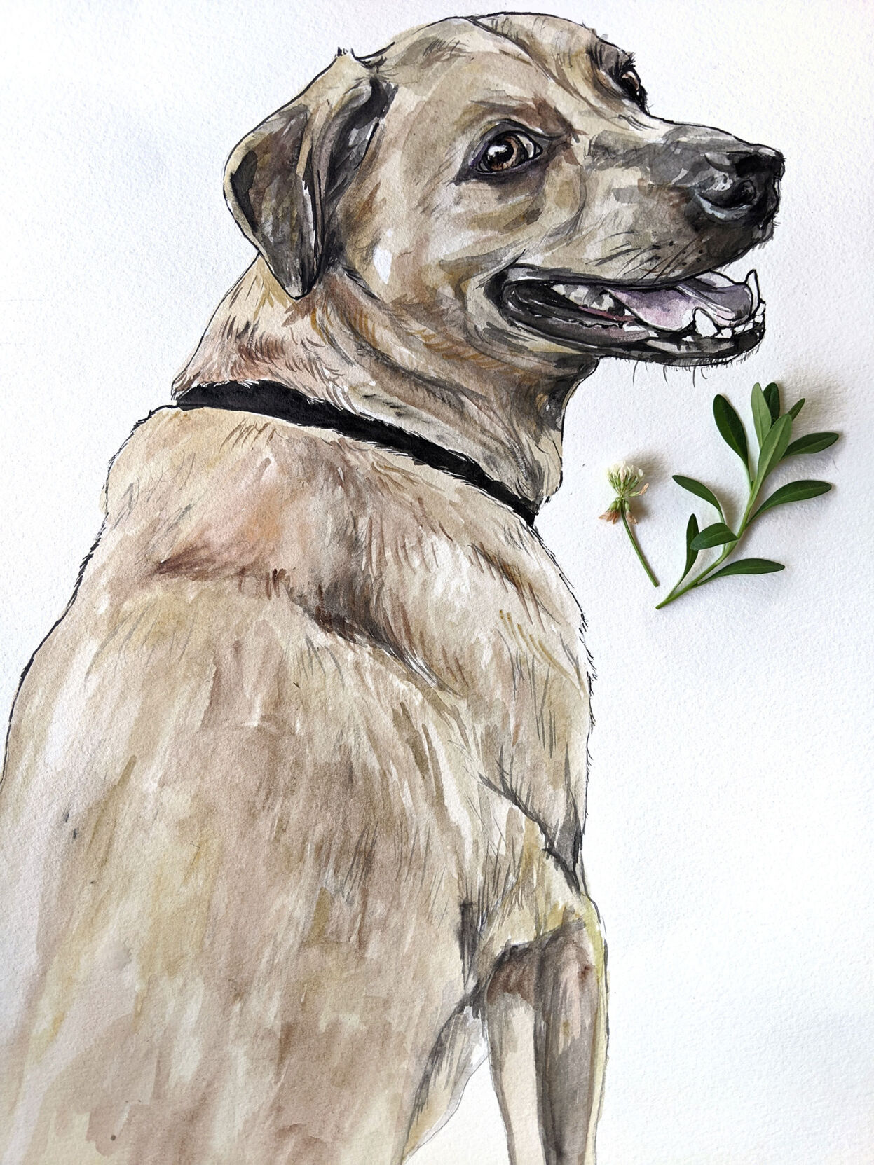 Alyssa-Norman-dog.jpg
